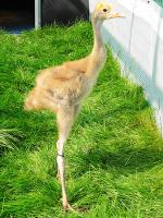 Red Black Blue on 12th June 2012 Red Black Blue on 12th June 2012